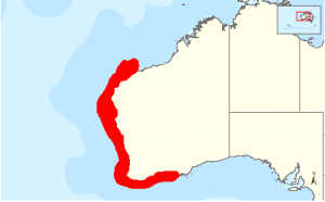 Australian Grey Nurse Shark - West Coast Distribution Map