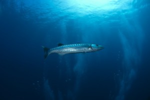 The Liberty wreck in Bali is home to George the giant barracuda