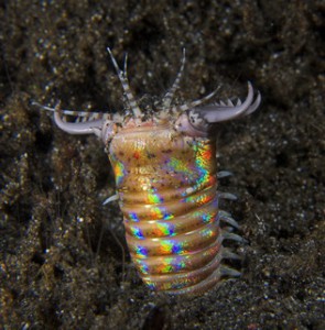 Underwater Photography Technique - Macro - Indo-Pacific Images