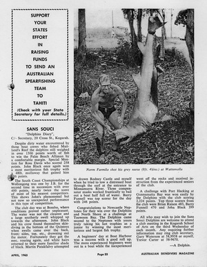 Australian Grey Nurse Shark Persecution - Grey Nurse Shark slaughter in the 1960's in Australia