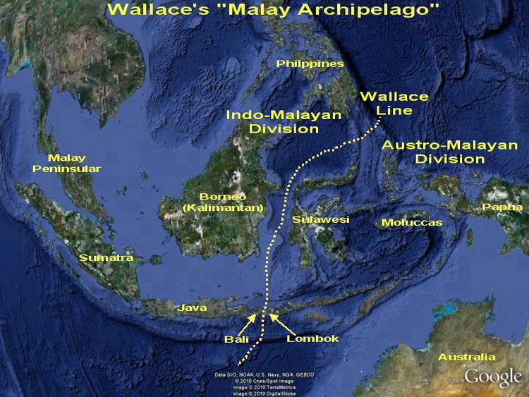 The "Malay Archipelago" & the Wallace Line Map