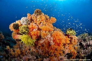 Scuba Diving in Papua New Guinea - Superb Bommie on the South Coast of New Britain