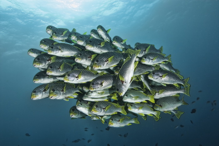 Schooling sweetlips at Suzie’s Bommie