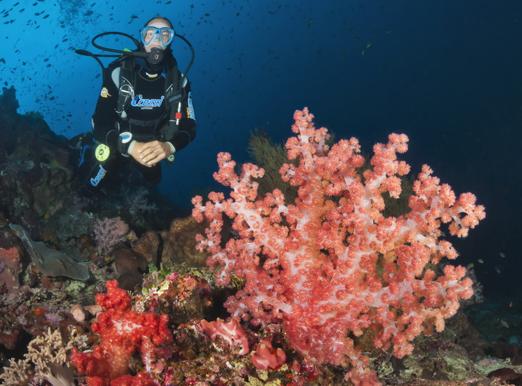 Diving Halmahera