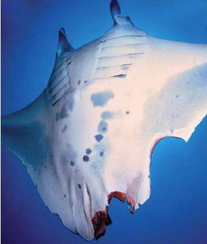 Tofo Manta Rays - Manta ray in Tofo showing it's shark bites