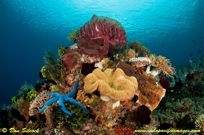 Dive Sites East of Dili - Superb underwater scenery at Dirt Track