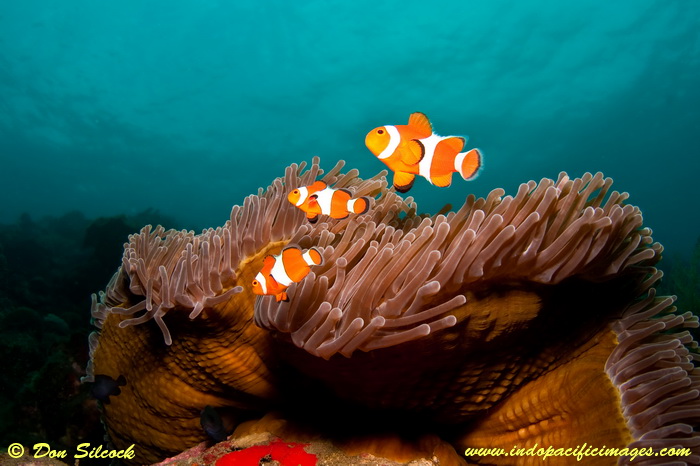Dive Sites East of Dili - The resident Nemo family at Bob's Rock