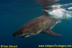 Great White Shark South Australia