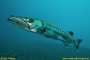 George, the giant barracuda who has made his home on the Liberty Wreck at Tulamben in Bali