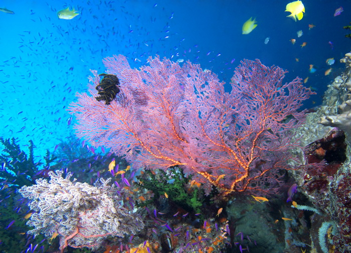 Sea fans at the Pinnacles