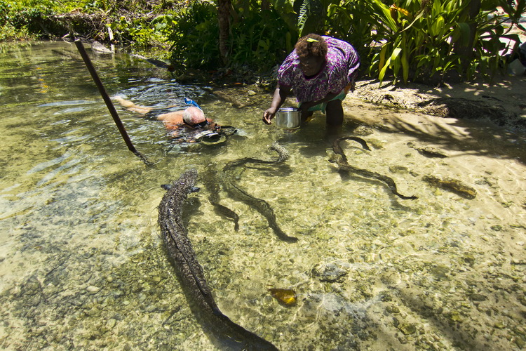 Cathy's Eels - Herding the Cats at Cathy's Eels!