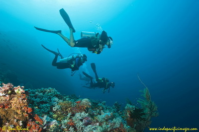 Divers watching the action at Chapman's Reef