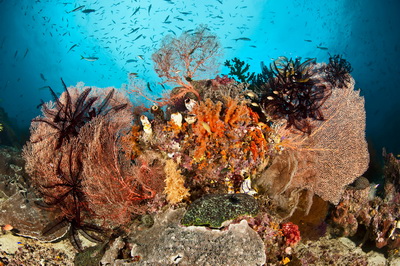 The Rich Reefs of Raja Ampat