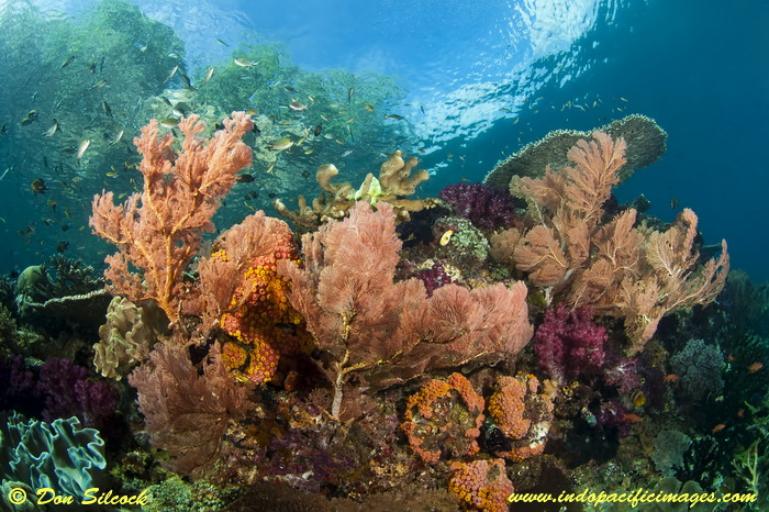 Superb corals at Mike's Point in Raja Ampat