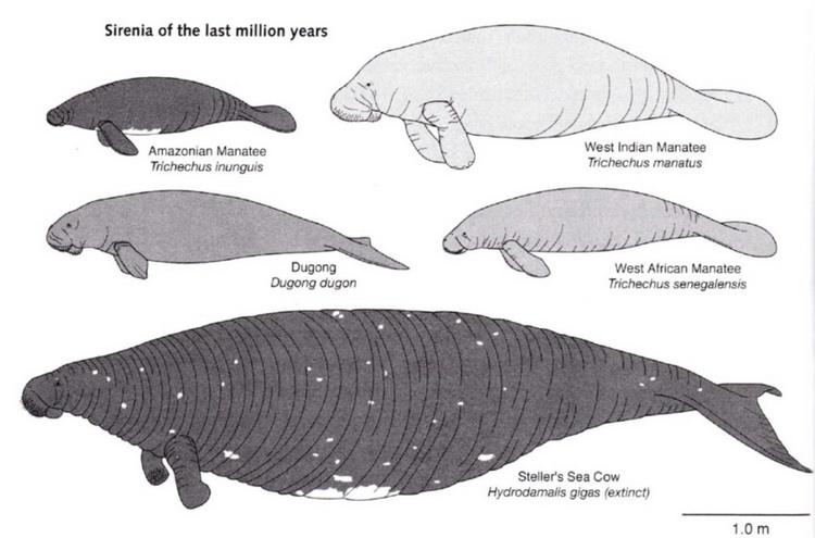 The Original Mermaids - Species of Sirenians over the last million years