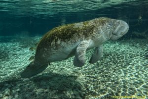 Florida Manatee in the Three Sisters Spring