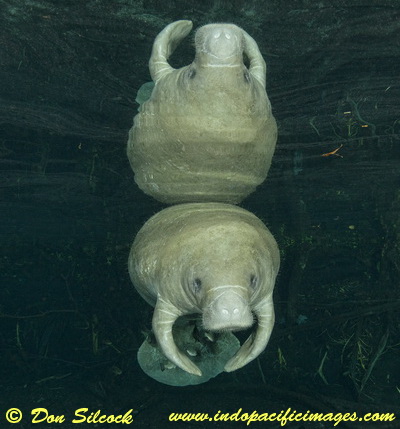 The Manatees of Crystal River - Quite Special!