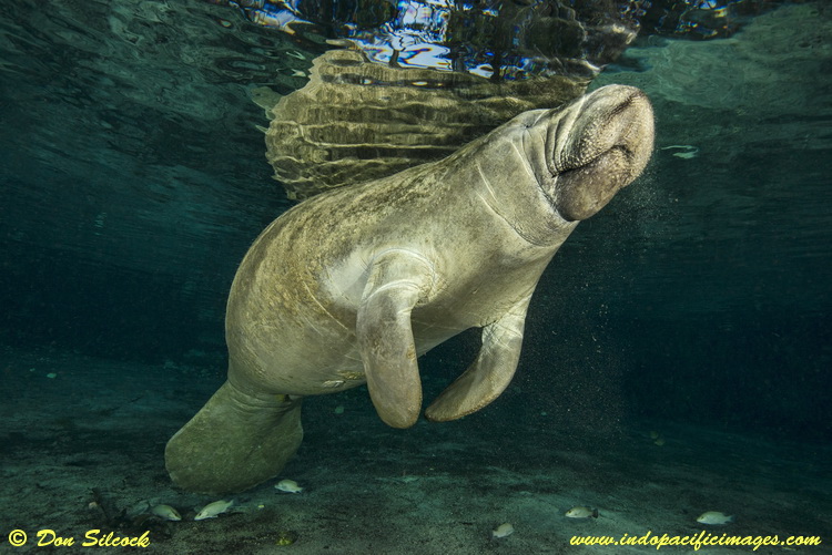 A Florida Manatee at the Three Sisters Springs in Crystal River