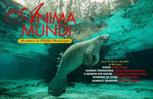 The Complete Guide to the Crystal River Manatees - Anima Muna article