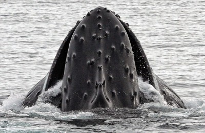 Tongan Humpback Whale Migration | Indopacificimages