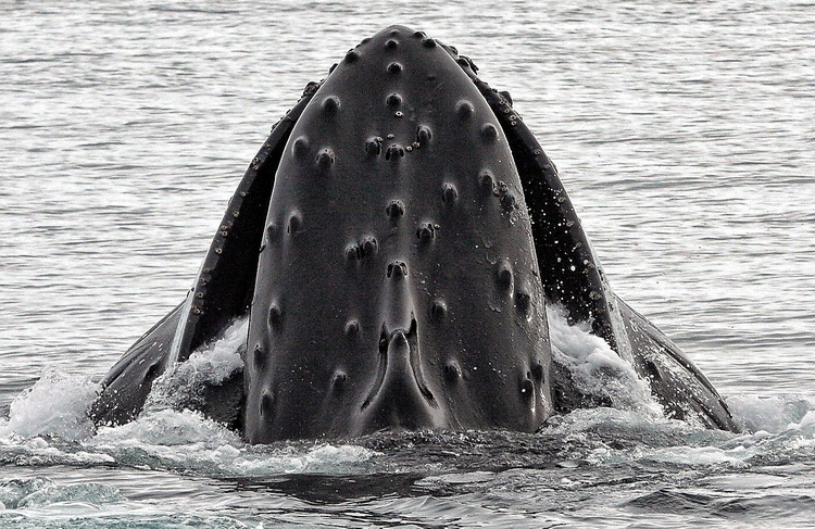 Tongan Humpback Whale Migration - Southern Humpback Whale feeding in the Antarctic - Image courtesy of Wikicommons