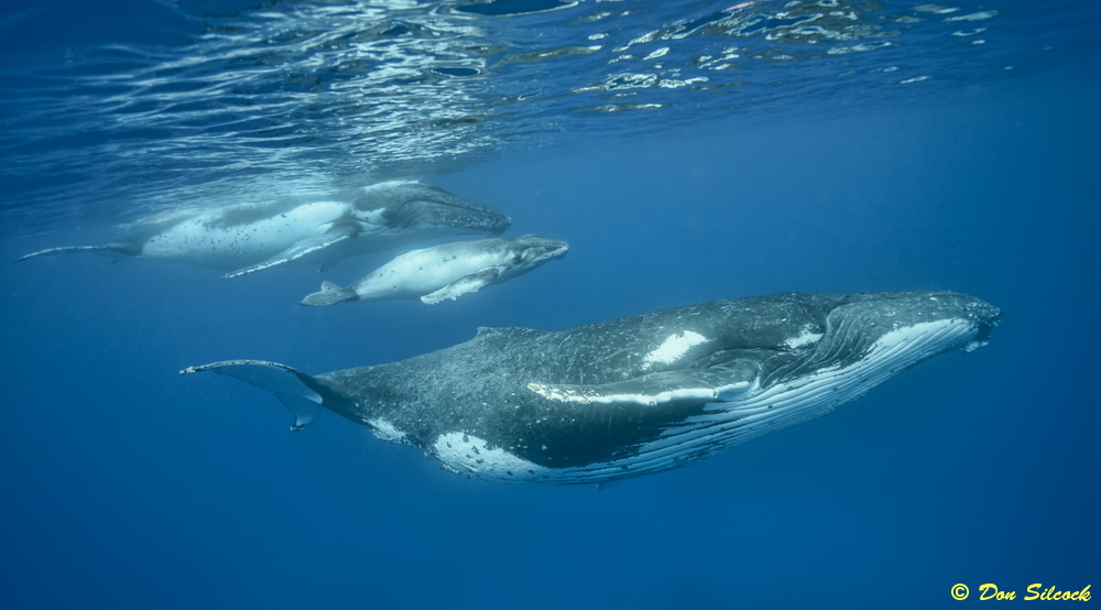 The Humpback Whales of Tonga