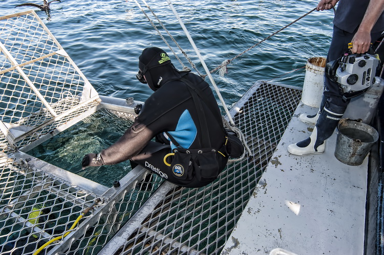 Diver, with weight harness, entering the cage