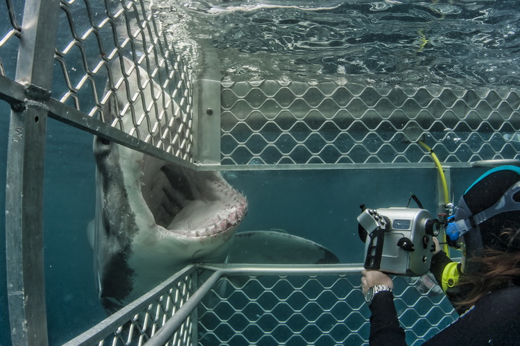 In the Great White Shark cage