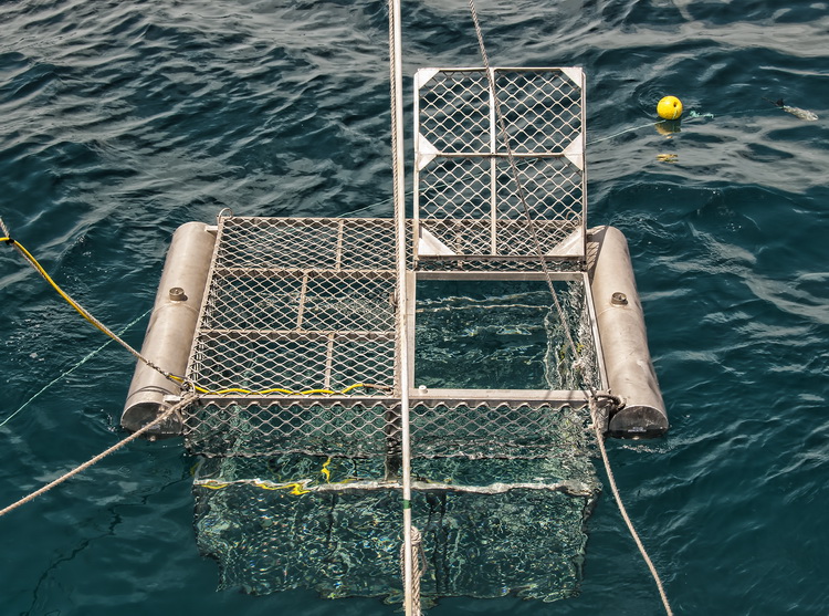 The Great White Shark Cage