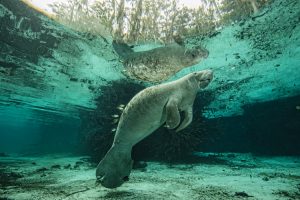 Complete Guide to the Crystal River Manatees - Manatee in the Three Sisters Spring in Crystal River