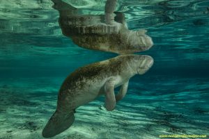 The Complete Guide to the Crystal River Manatees -Manatee in the Three Sisters Spring