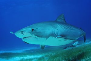 The Tiger Sharks of the Bahamas