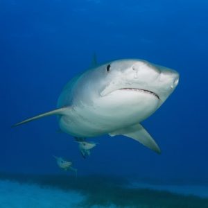 Tiger Sharks of the Bahamas