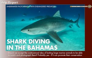 The Tiger Sharks of the Bahamas - Anima Mundi Article