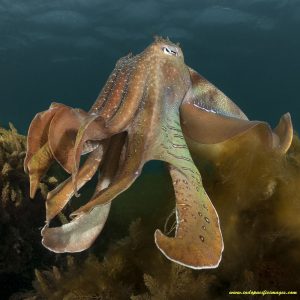 Amazing Australian Giant Cuttlefish