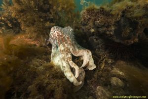 Giant Australian Cuttlefish - A Bull Male Cuttlefish hides his captive female from sight...