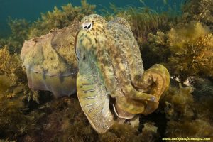 A Giant Australian Cuttlefish demonstrating its camouflage...