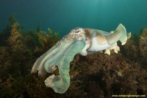 The Complete Guide to the Giant Australian Cuttlefish - Quite Unique
