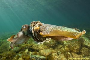 Mating Giant Australian Cuttlefish