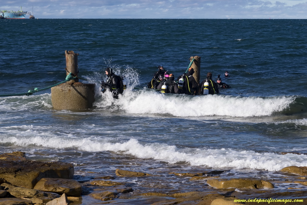 Photographing Giant Australian Cuttlefish - Divers entering and exiting at the Santos Fence Line