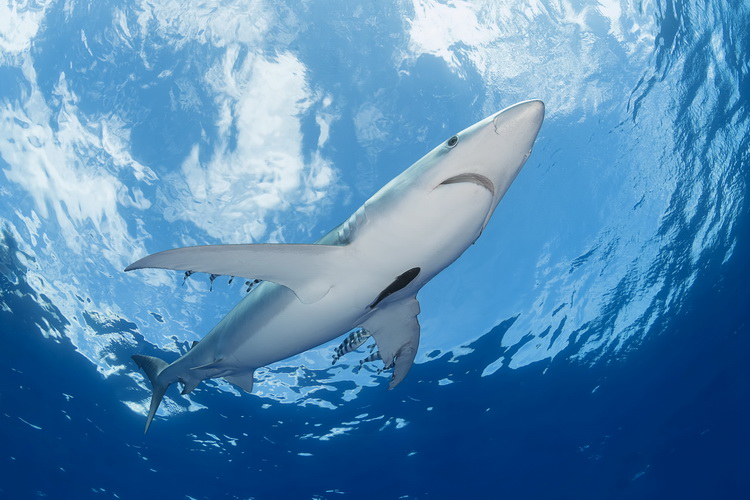 Nikon D500 Underwater - A Blue Shark passes overhead....