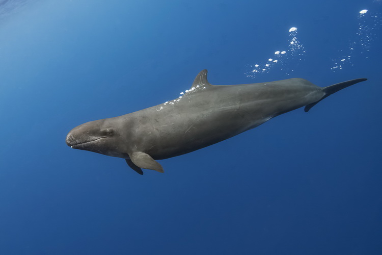 Nikon D500 Underwater - False Killer Whale