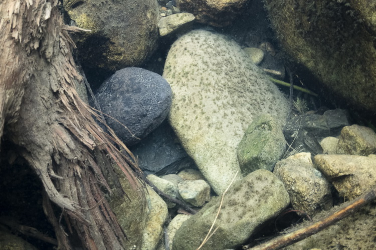Japanese Giant Salamander - starting to re-emerge from the river bed