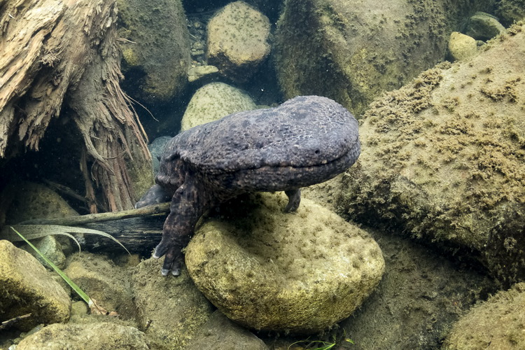 Japanese Giant Salamander rising from the river bed