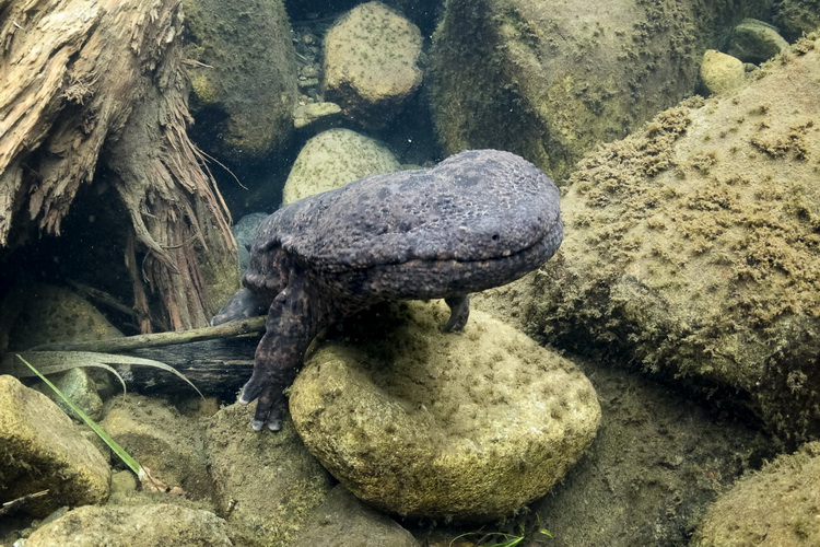 giant salamander planet earth