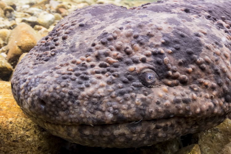 Photographing the Japanese Giant Salamander - eye close up