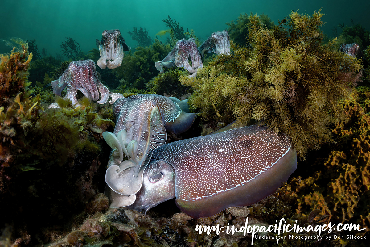 Amazing Giant Australian Cuttlefish