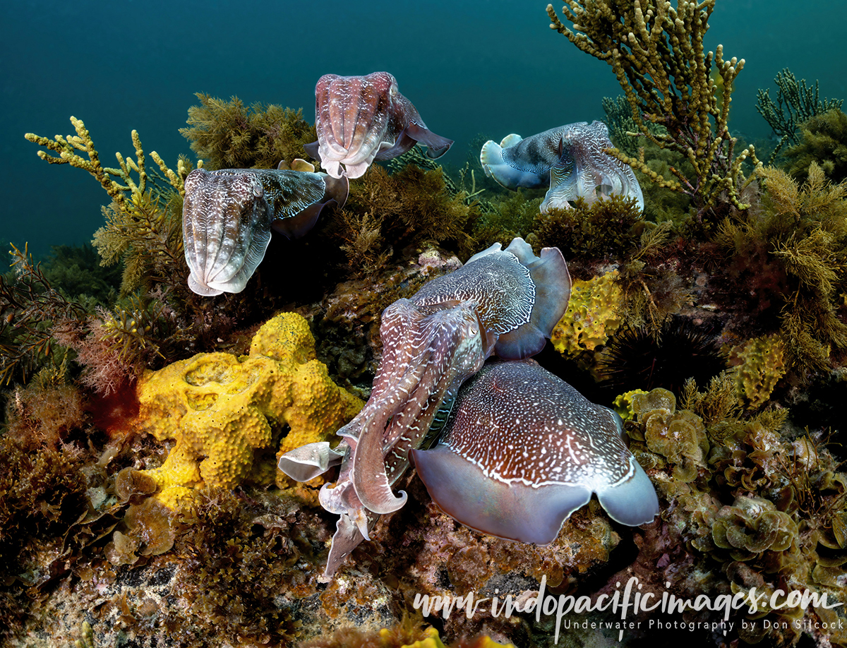 Amazing Giant Australian Cuttlefish