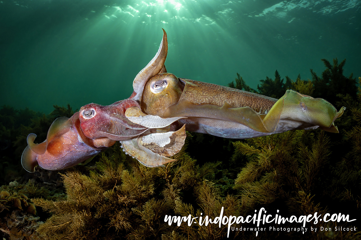 Giant Australian Cuttlefish