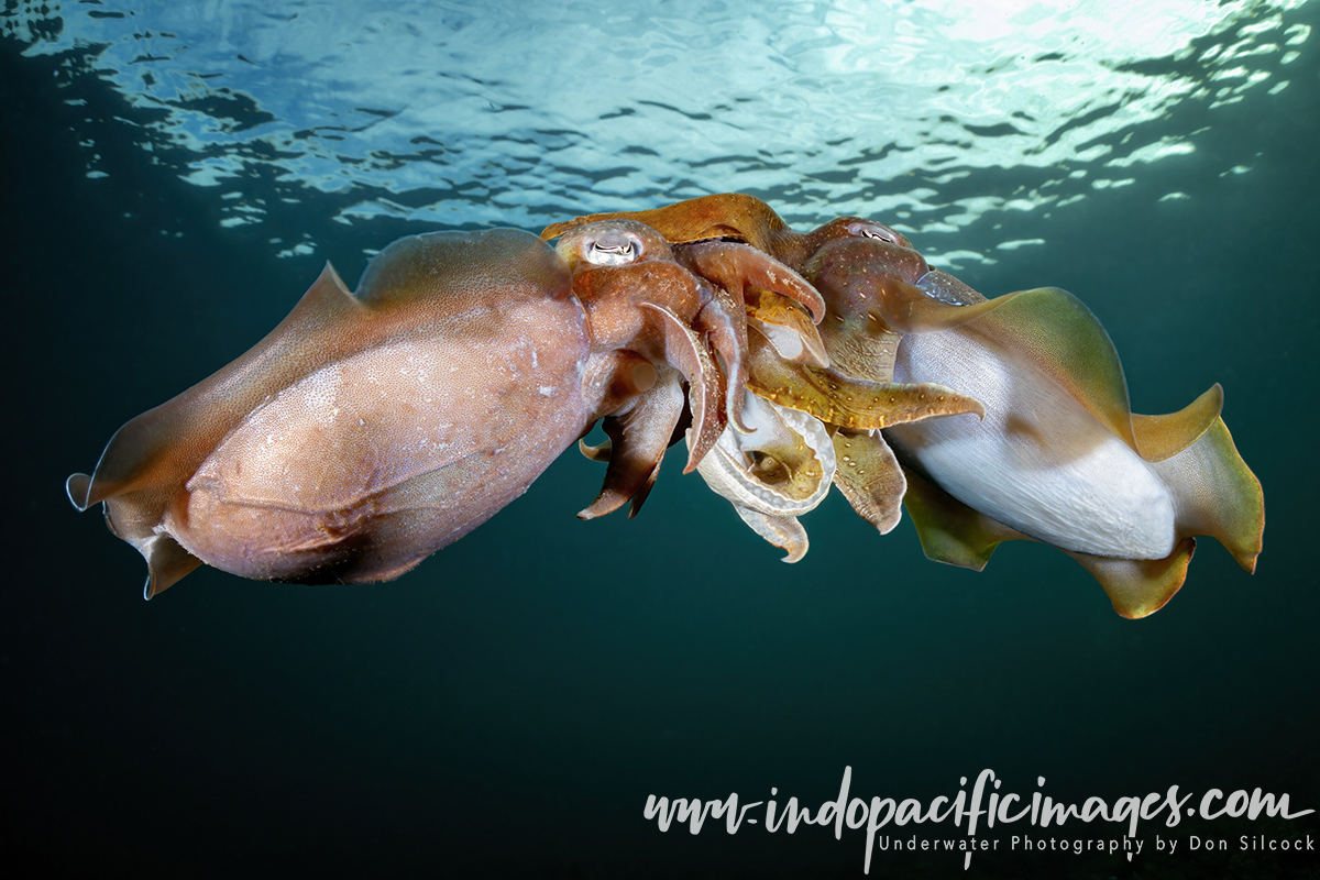 Amazing Giant Australian Cuttlefish